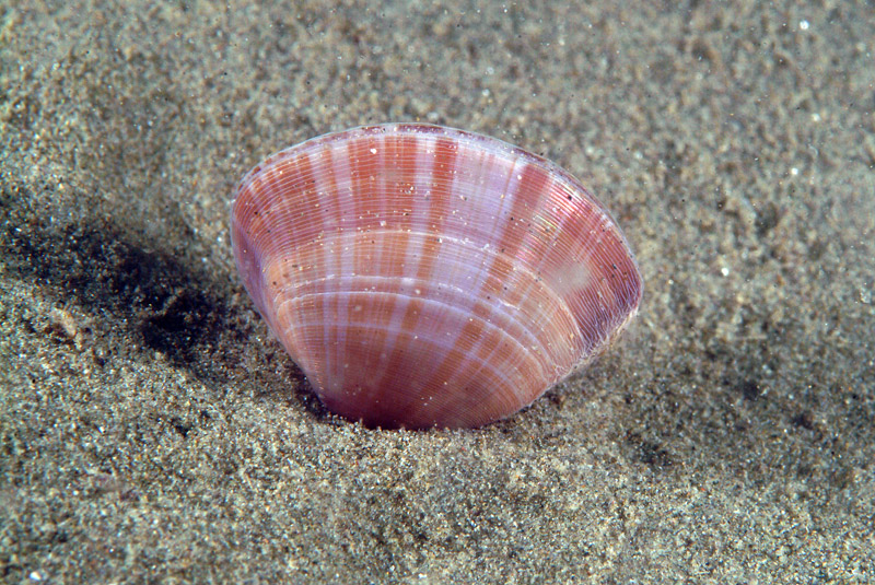 Mactra stultorum